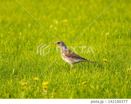 Wood bird Fieldfare, Turdus pilaris, on a sprng lawn. Wood bird Fieldfare, Turdus pilaris, on a sprng lawn. 142180377