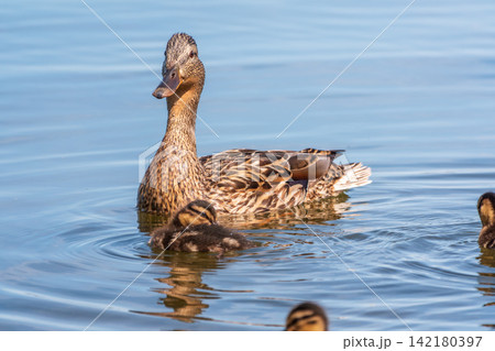 A family of ducks, a duck and its little ducklings are swimming in the water. The duck takes care of its newborn ducklings. Mallard, lat. Anas platyrhynchos A family of ducks, a duck and its little ducklings are swimming in the water. The duck takes care of its newborn ducklings. Mallard, lat. Anas platyrhynchos 142180397