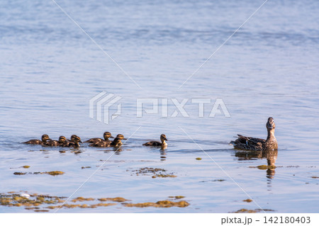 A family of ducks, a duck and its little ducklings are swimming in the water. The duck takes care of its newborn ducklings. Mallard, lat. Anas platyrhynchos 142180403