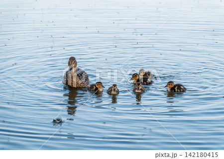 A family of ducks, a duck and its little ducklings are swimming in the water. The duck takes care of its newborn ducklings. Mallard, lat. Anas platyrhynchos A family of ducks, a duck and its little ducklings are swimming in the water. The duck takes care of its newborn ducklings. Mallard, lat. Anas platyrhynchos 142180415