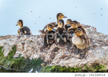 Cute little ducklings sits on a lake coast 142180418