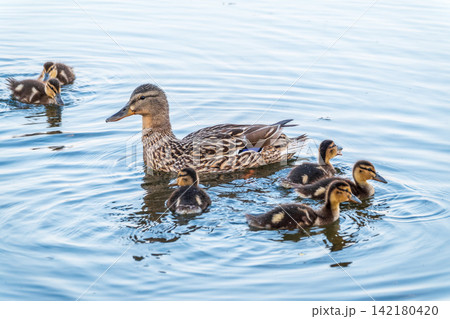 A family of ducks, a duck and its little ducklings are swimming in the water. The duck takes care of its newborn ducklings. Mallard, lat. Anas platyrhynchos A family of ducks, a duck and its little ducklings are swimming in the water. The duck takes care of its newborn ducklings. Mallard, lat. Anas platyrhynchos 142180420