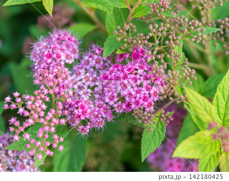 Flowers of Spiraea japonica double play pink, the Japanese meadowsweet, Japanese spiraea or Korean spiraea. It is a plant in the family Rosaceae. Flowers of Spiraea japonica double play pink, the Japanese meadowsweet, Japanese spiraea or Korean spiraea. It is a plant in the family Rosaceae. 142180425