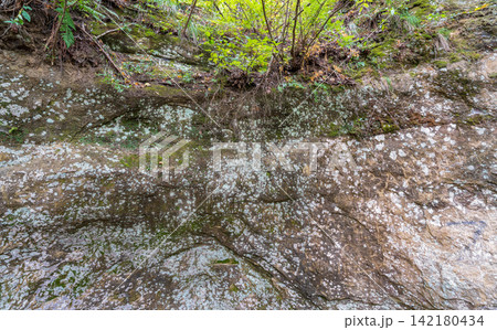 Hillside cross section reveals layered soil and rock beneath dense greenery. Exposed roots and erosion patterns highlight nature slow sculpting over time 142180434