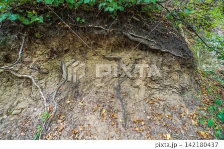 Hillside cross section reveals layered soil and rock beneath dense greenery. Exposed roots and erosion patterns highlight nature slow sculpting over time 142180437