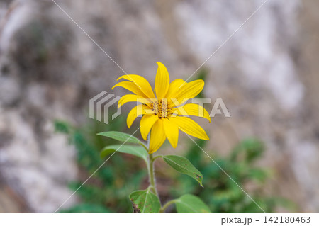 Bright yellow blooming Jerusalem artichoke flower catching the sunlight with its star shaped petals perfectly centered against smooth deep green shaded background Bright yellow blooming Jerusalem artichoke flower catching the sunlight with its star shaped petals perfectly centered against smooth deep green shaded background 142180463