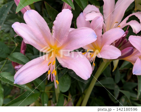 淡いピンク色に咲くナツズイセンの花 淡いピンク色に咲くナツズイセンの花 142180596