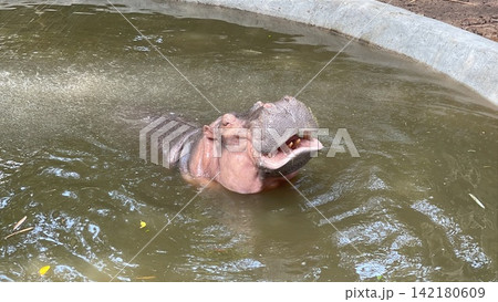 Hippo with Mouth Slightly Open While in Water Hippo with Mouth Slightly Open While in Water 142180609