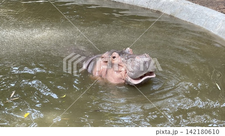 Hippo with Mouth Slightly Open While in Water Hippo with Mouth Slightly Open While in Water 142180610