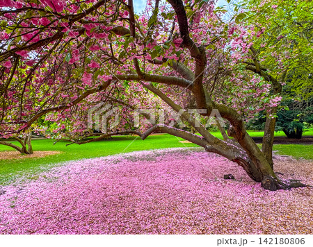 Flowering trees and pink petals of Sakura Flowering trees and pink petals of Sakura 142180806