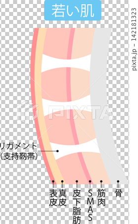 年輕肌膚中的支撐韌帶:它們的結構 年輕肌膚中的支撐韌帶:它們的結構 142181323