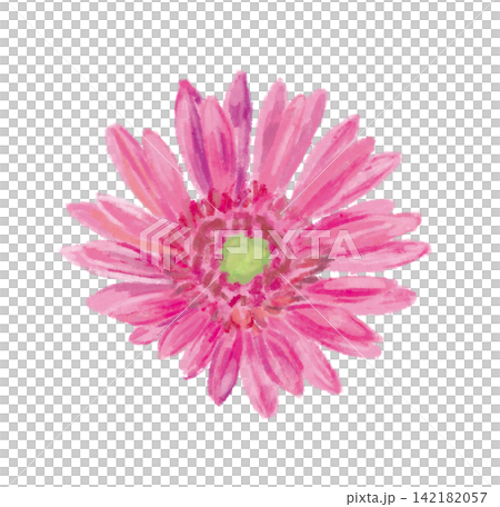 粉紅色非洲菊插圖（3） 142182057