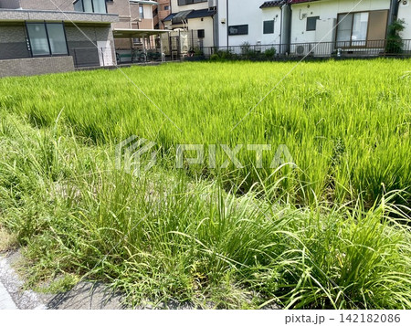 夏の田んぼ 夏の田んぼ 142182086