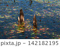 観音沼に浮かぶ睡蓮の葉と落ち葉に囲まれた朽ちた切り株 142182195