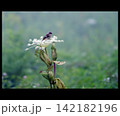 霧の高原でシシウドの花に止まる小鳥 142182196