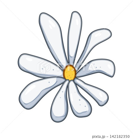 Chamomile flower head design on white background Chamomile flower head design on white background 142182350