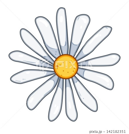 Chamomile flower head graphic drawing 142182351