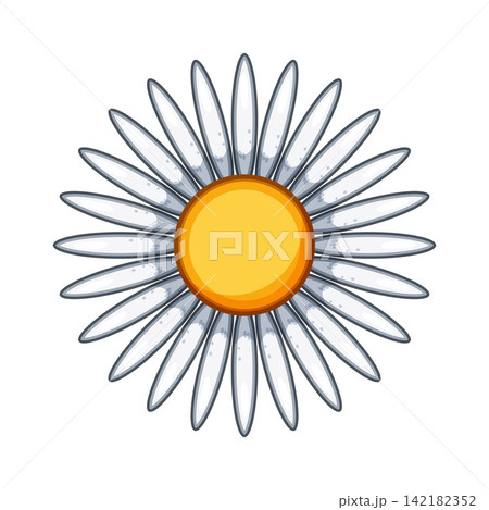Chamomile flower illustration with white petals Chamomile flower illustration with white petals 142182352