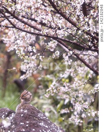 花とシマリス 142182848