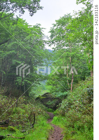 刈込湖　切込湖　登山道　小峠付近の景色 142183116