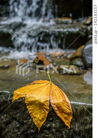 A vibrant golden-yellow maple leaf resting on a moss-covered stone ledge in a serene natural setting A vibrant golden-yellow maple leaf resting on a moss-covered stone ledge in a serene natural setting 142183157
