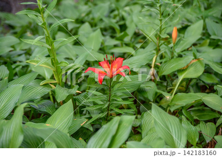 A vibrant red lily in a lush natural environment 142183160