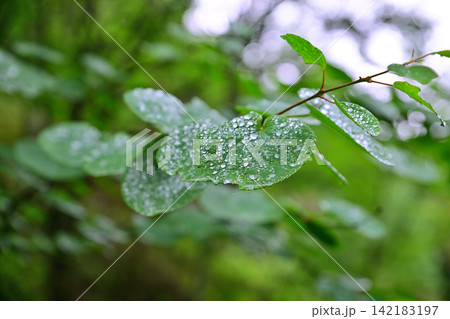 刈込湖 切込湖 登山道 癒し 雨露の木の葉アップ 刈込湖 切込湖 登山道 癒し 雨露の木の葉アップ 142183197