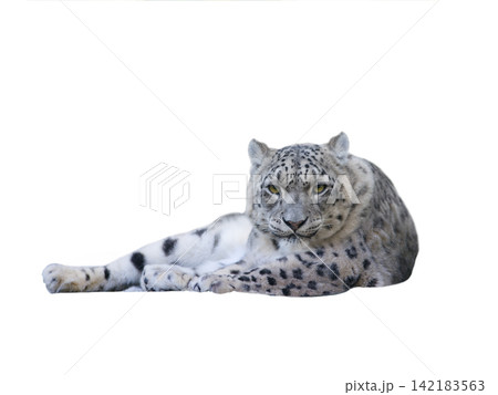 snow leopard Isolated on white background snow leopard Isolated on white background 142183563