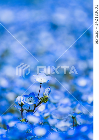 ネモフィラの花畑　春イメージ 142183601