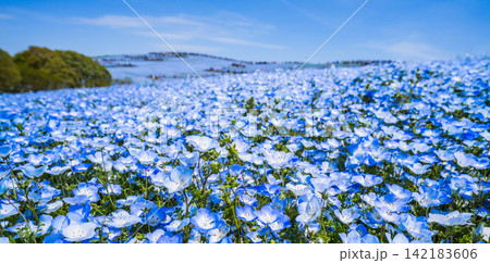 ネモフィラの花畑　春イメージ 142183606