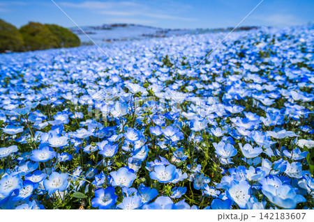 ネモフィラの花畑 春イメージ ネモフィラの花畑 春イメージ 142183607