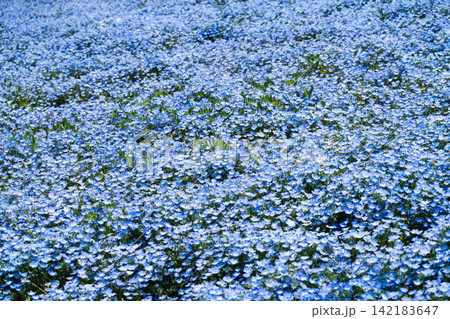 ネモフィラの花畑　春イメージ 142183647