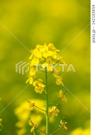 菜の花畑　春イメージ 142183654