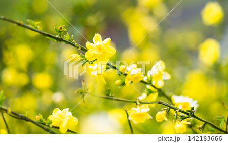 オウバイモドキの花 春イメージ オウバイモドキの花 春イメージ 142183666