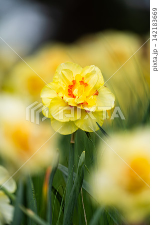 スイセン　タヒチの花畑　春イメージ 142183669