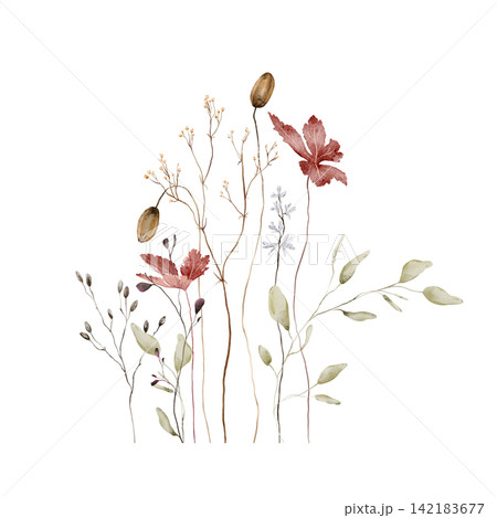 Watercolor Autumn Botanical Bouquet. Red Maple Leaves, Seed Pods, Dried Grasses and Eucalyptus on White Background. Hand-painted illustrations. Asymmetrical composition with varying stem heights 142183677