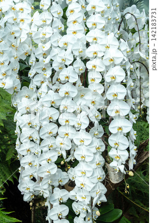 Phalaenopsis orchid at Singapore Botanic Gardens 142183731