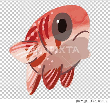 彩虹惠比壽魚插圖 | 一種美麗的海水魚、熱帶魚和珊瑚礁魚，身上有紅色和白色的斑紋。 142183825