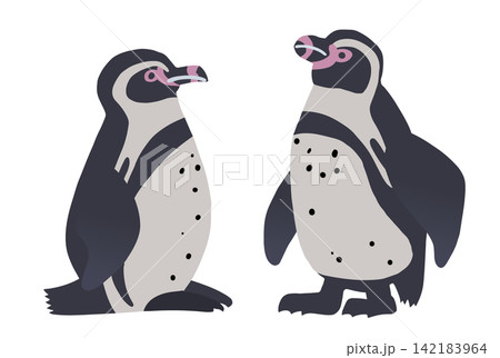 フンボルトペンギン2羽のイラストセット おしゃれなベクター素材 フンボルトペンギン2羽のイラストセット おしゃれなベクター素材 142183964