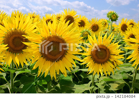 ヒマワリの花 ヒマワリの花 142184084