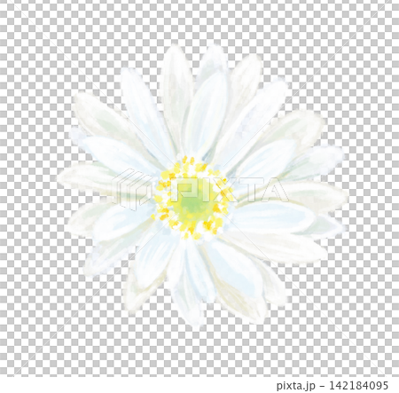 白色非洲菊插圖 白色非洲菊插圖 142184095