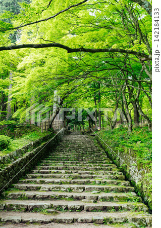 【滋賀県東近江市】百済寺　苔むす新緑の参道 142184133