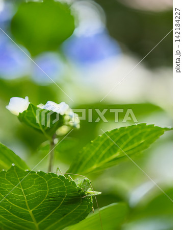 紫陽花の葉に止まるバッタ 紫陽花の葉に止まるバッタ 142184227