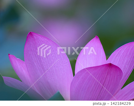 おとなしい蓮の花 おとなしい蓮の花 142184229