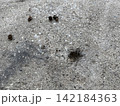落ちた蜘蛛 142184363