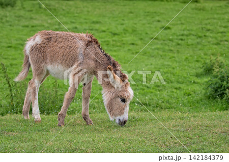 Young donkey in a clearing 142184379