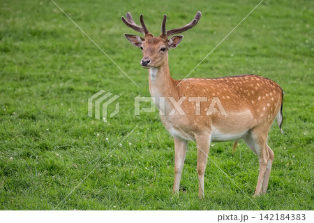 Fallow deer in a clearing Fallow deer in a clearing 142184383