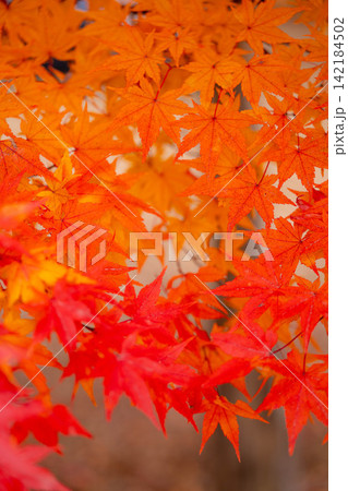 【紅葉素材】箕輪町もみじ湖の紅葉【長野県】 142184502