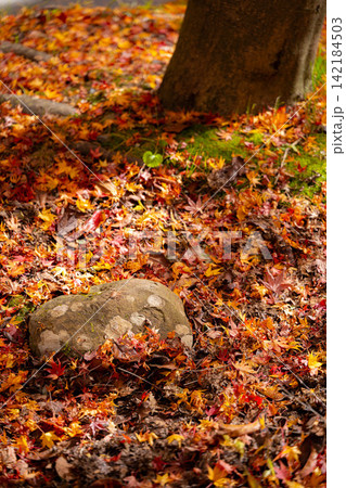 【紅葉素材】箕輪町もみじ湖の紅葉【長野県】 【紅葉素材】箕輪町もみじ湖の紅葉【長野県】 142184503