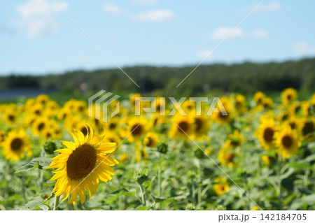 北海道三笠のヒマワリ畑と夏の青空の風景 北海道三笠のヒマワリ畑と夏の青空の風景 142184705